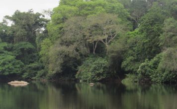 Liberia makes efforts to meet Bonn Challenge, conclude consultation on three new protected areas creation Gola Forest