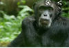 FDA launches investigation into Chimpanzee “Bamboo” raping of 4-year-old girl in Nimba