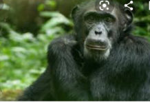 FDA launches investigation into Chimpanzee “Bamboo” raping of 4-year-old girl in Nimba