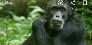 FDA launches investigation into Chimpanzee “Bamboo” raping of 4-year-old girl in Nimba