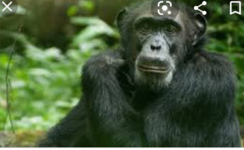 FDA launches investigation into Chimpanzee “Bamboo” raping of 4-year-old girl in Nimba