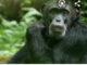FDA launches investigation into Chimpanzee “Bamboo” raping of 4-year-old girl in Nimba