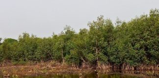Liberia Environmental head: “Backfilling of Wetland Compromises Ecological Integrity”