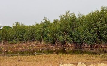 Liberia Environmental head: “Backfilling of Wetland Compromises Ecological Integrity”
