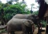 Latest report indicates severe  human threats to  Forest Elephant  population in Liberia