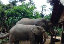 Latest report indicates severe human threats to Forest Elephant population in Liberia