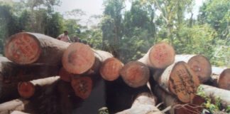 Forestry Development Authority dismisses employee for Illegal  logging activities