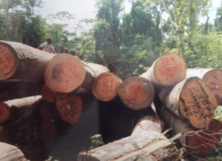 Forestry Development Authority dismisses employee for Illegal logging activities