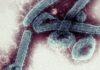 Ghana declares Marburg virus outbreak