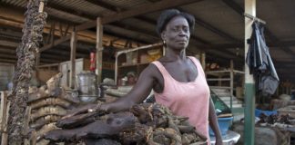 Liberia Forestry  Authority accuses  a senator  of ‘undermining’  wildlife protection law