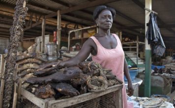 Liberia Forestry Authority accuses a senator of ‘undermining’ wildlife protection law