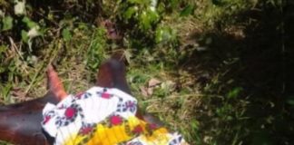 More ritualistic killings: Woman, 21,found Body Parts Extracted in Gbarnga Ritualistic killings