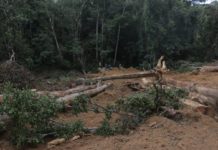 How Liberia Forestry Development Authority allows the Gupta Family Hoard forest and hurt local community