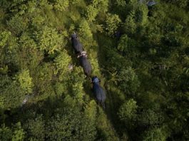 FDA Managing Director Rudolph Merab Halts Gazettement of Proposed Foya National Park; Livelihood of Communities Paused Proposed Foya protected area