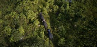 FDA Managing Director Rudolph Merab Halts Gazettement of Proposed Foya National Park; Livelihood of Communities Paused Proposed Foya protected area