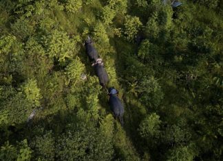 Government, SCNL launch landmark project to establish Foya National Park Proposed Foya protected area