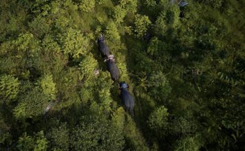 Government, SCNL launch landmark project to establish Foya National Park Proposed Foya protected area