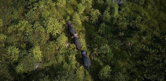 SCNL Criticizes FDA Suspension of Foya Conservation Efforts Proposed Foya protected area