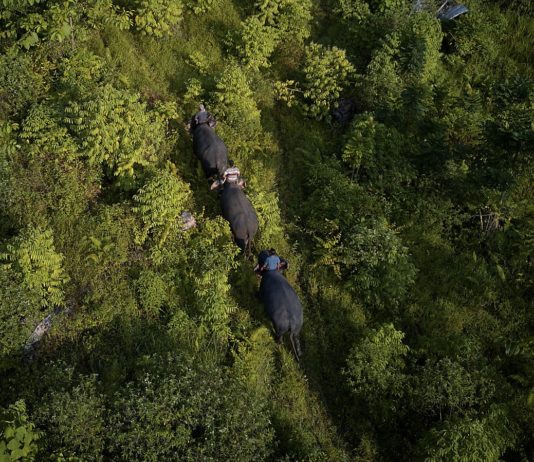 FDA Managing Director Rudolph Merab Halts Gazettement of Proposed Foya National Park; Livelihood of Communities Paused Proposed Foya protected area