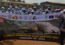 Liberia Celebrates ‘Colorful’ World Pangolin Day