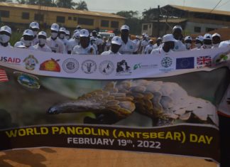 Liberia Celebrates ‘Colorful’ World Pangolin Day
