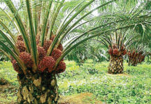 Indonesian Palm Oil Exports ban to affect Liberia amid Russia-Ukraine war