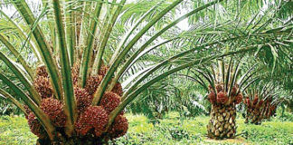Indonesian Palm Oil Exports ban to affect Liberia amid Russia-Ukraine war