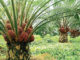 Indonesian Palm Oil Exports ban to affect Liberia amid Russia-Ukraine war