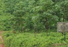 MARCO Rubber Plantation Calls for calm amid eviction order for Morris’ Farm Community