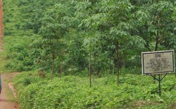 MARCO Rubber Plantation Calls for calm amid eviction order for Morris’ Farm Community