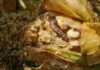 Army worms devastate maize fields in DR Congo’s east Army worms