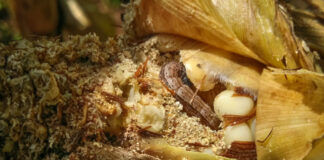 Army worms devastate maize fields in DR Congo’s east Army worms