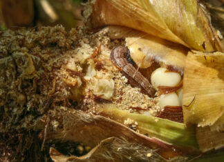 Army worms devastate maize fields in DR Congo’s east Army worms