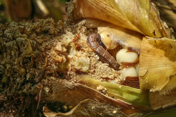 Army worms