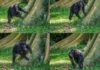 Chimps show off their ‘signature’ drum beats Chimps beat drum