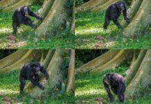 Chimps show off their ‘signature’ drum beats Chimps beat drum