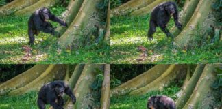 Chimps show off their ‘signature’ drum beats Chimps beat drum