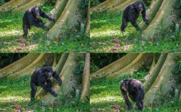 Chimps show off their ‘signature’ drum beats Chimps beat drum