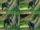 Chimps show off their ‘signature’ drum beats Chimps beat drum