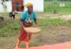UNDP Deputy Rep calls for increase in agricultural productivity to improve livelihoods of small holder farmers Woman prepares rice in rural Liberia