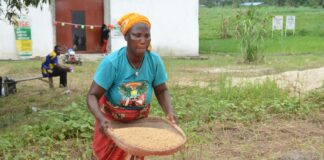 UNDP Deputy Rep calls for increase in agricultural productivity to improve livelihoods of small holder farmers Woman prepares rice in rural Liberia