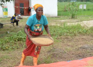 UNDP Deputy Rep calls for increase in agricultural productivity to improve livelihoods of small holder farmers Woman prepares rice in rural Liberia