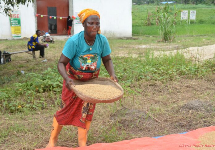 Woman prepares rice in rural Liberia