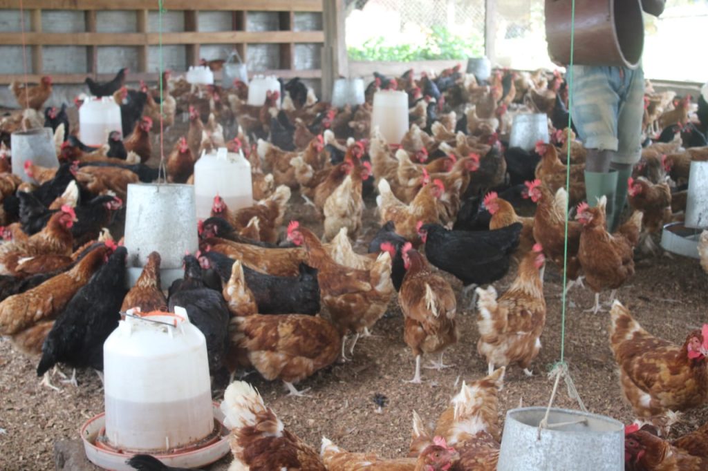 Daou-Poultry-Farm- chickens