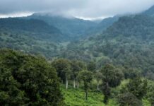Wildfires ravage Kenyan mountain forests