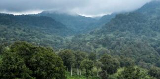 Wildfires ravage Kenyan mountain forests