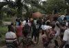 Several residents affected by Elephants Raid Around Proposed Park in Western Liberia Elephant Raid