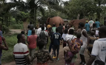 Several residents affected by Elephants Raid Around Proposed Park in Western Liberia Elephant Raid
