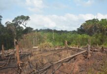 International Day of Forest- efforts needed to restore the integrity of Liberia’s Forests A degraded forest in Liberia