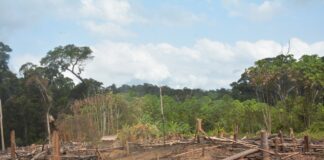 International Day of Forest- efforts needed to restore the integrity of Liberia’s Forests A degraded forest in Liberia